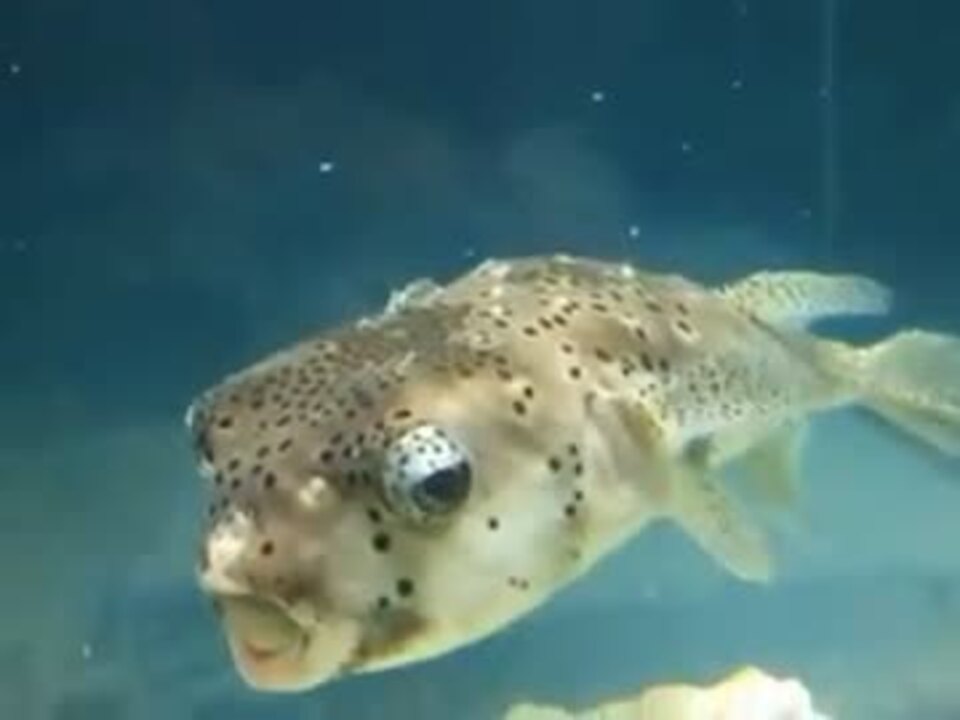 面白いフグの顔 水族館 深海 ペット 海 動画 魚 生物 ニコニコ動画