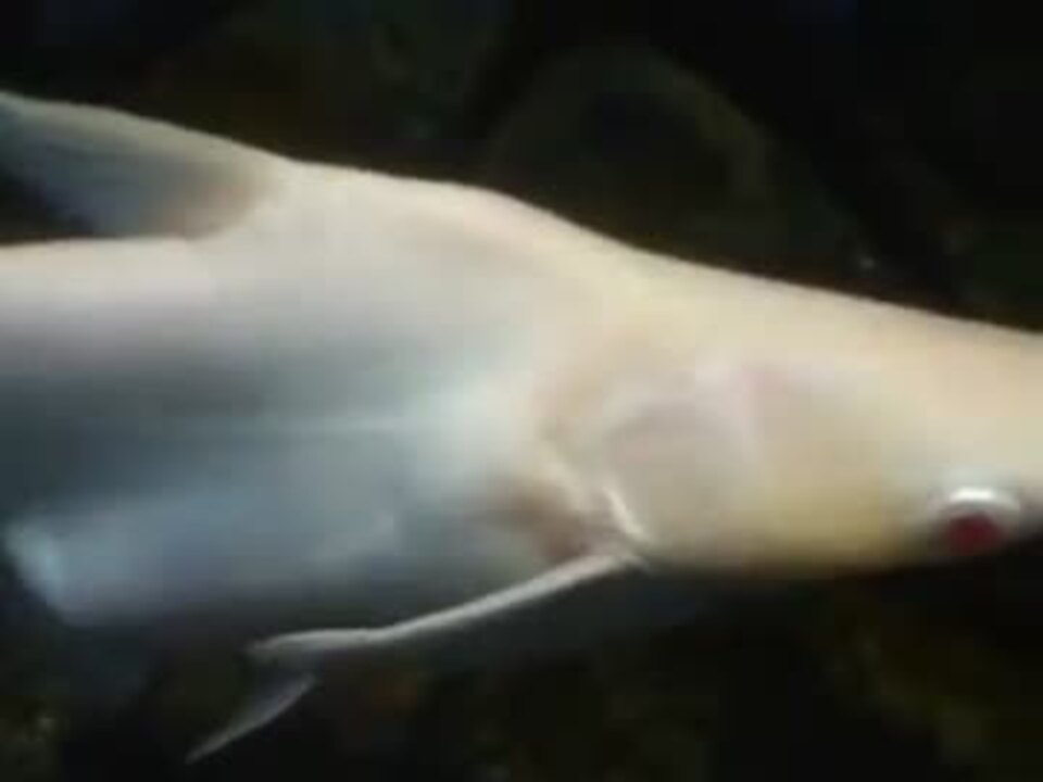 希少 白ナマズ 水族館 深海 ペット 海 動画 魚 生物 ニコニコ動画
