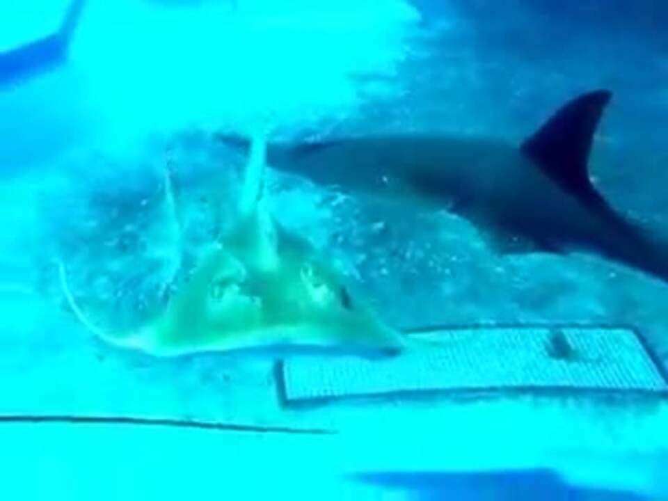 人気の 深海 生物 動画 71本 ニコニコ動画