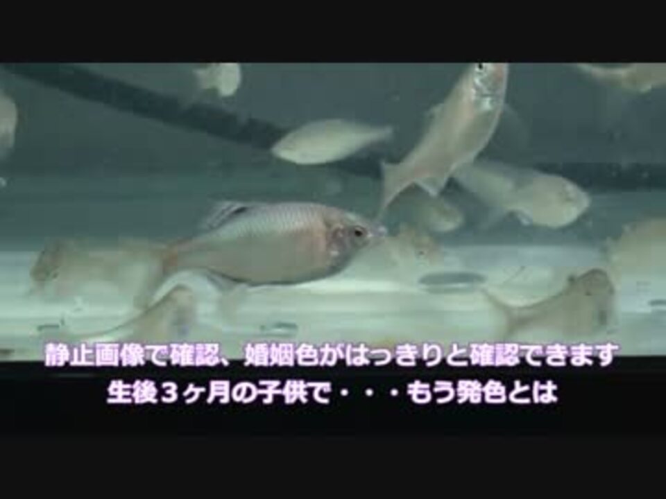 タナゴ飼育 セボシタビラ繁殖育成 後編 故郷に帰れない 涙 ニコニコ動画