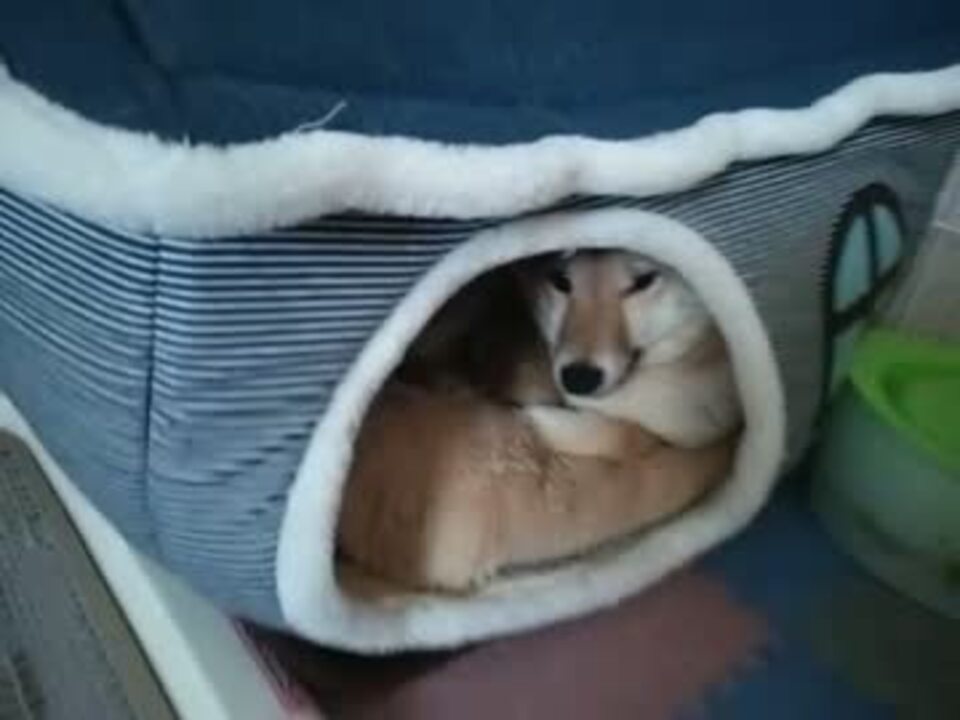 その頃の犬 ニコニコ動画