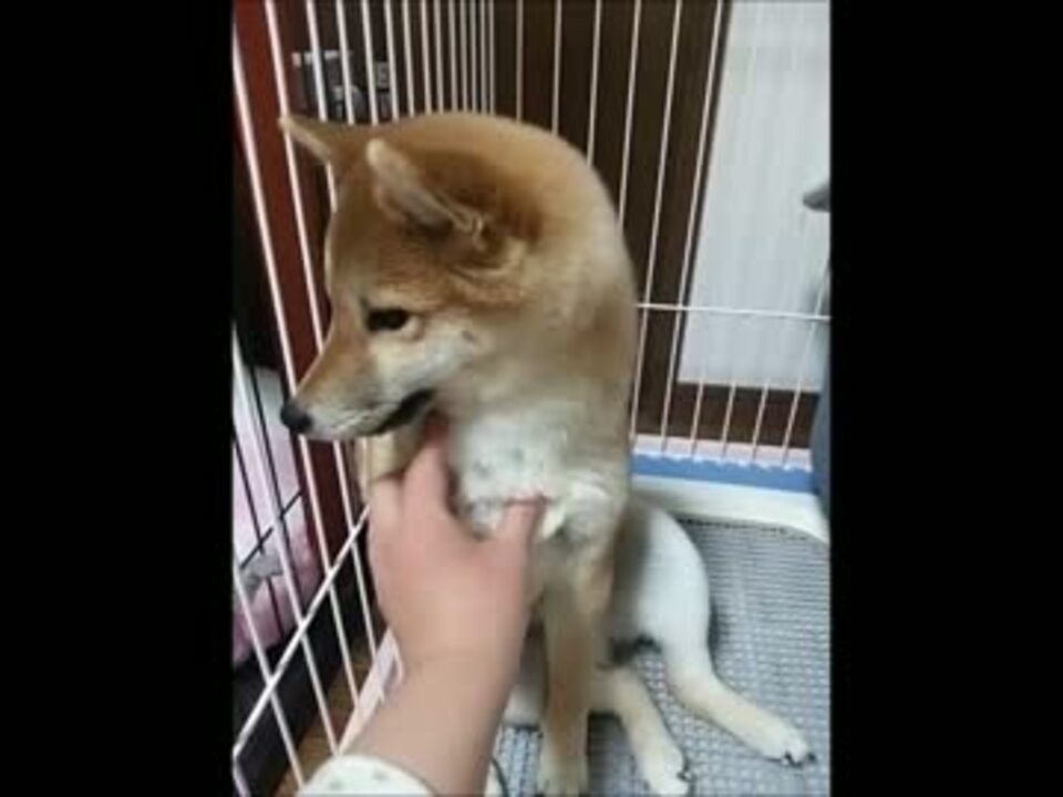 セクシーっぽい犬 ニコニコ動画