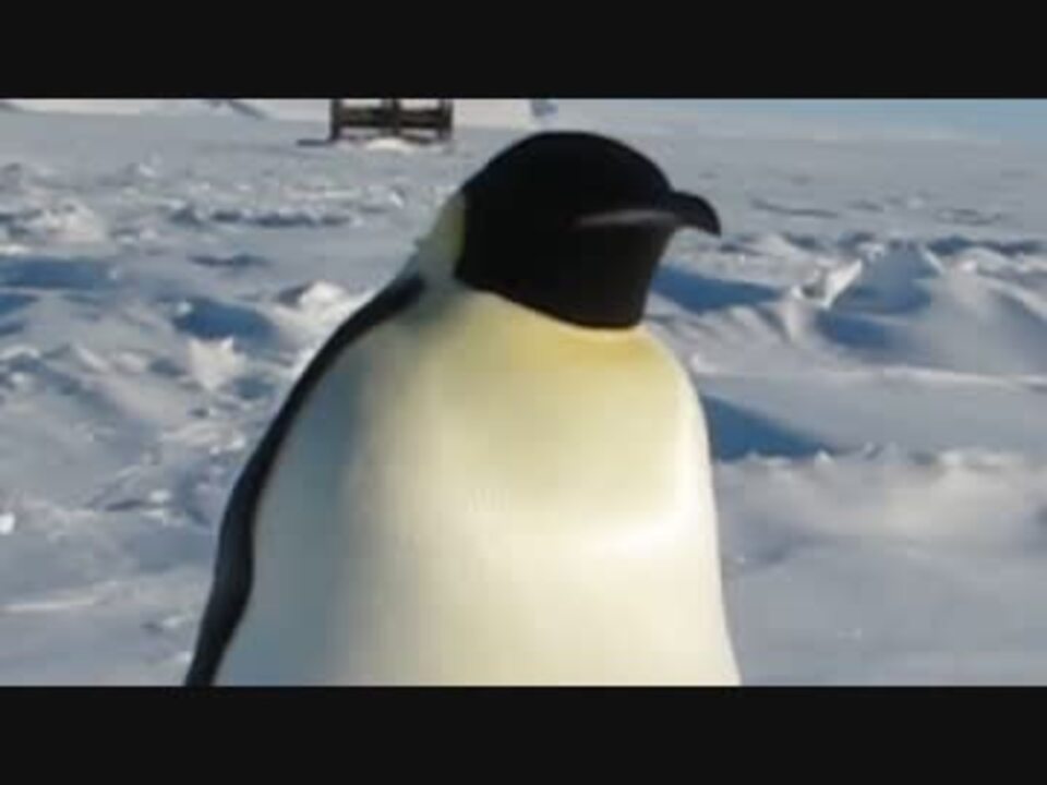 南極で出会った紳士的な皇帝ペンギン ニコニコ動画