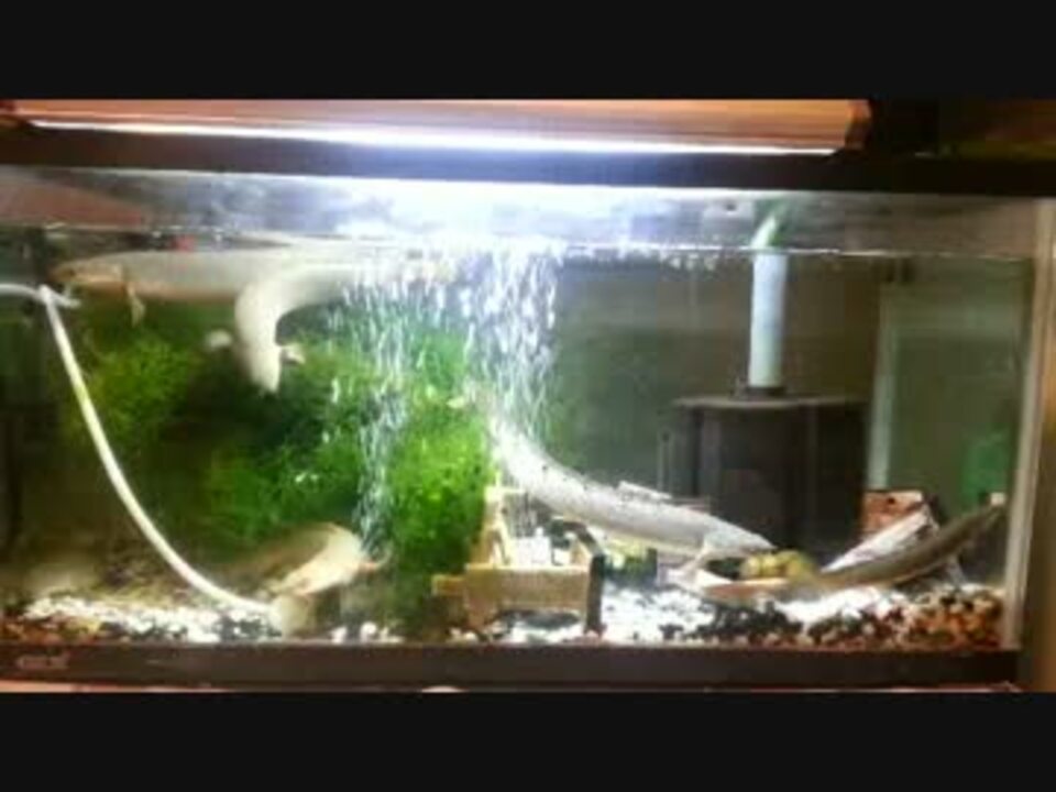 60cm水槽の古代魚ポリプテルス ニコニコ動画