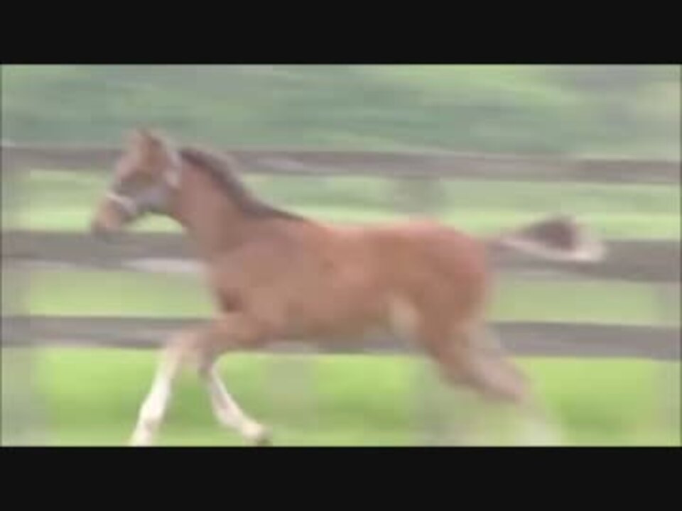 人気の 野生の馬 動画 27本 ニコニコ動画