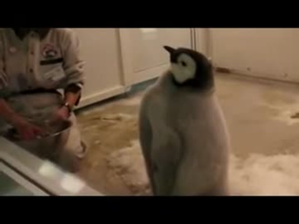 威武堂々とエサをねだる皇帝ペンギンの赤ちゃん ニコニコ動画