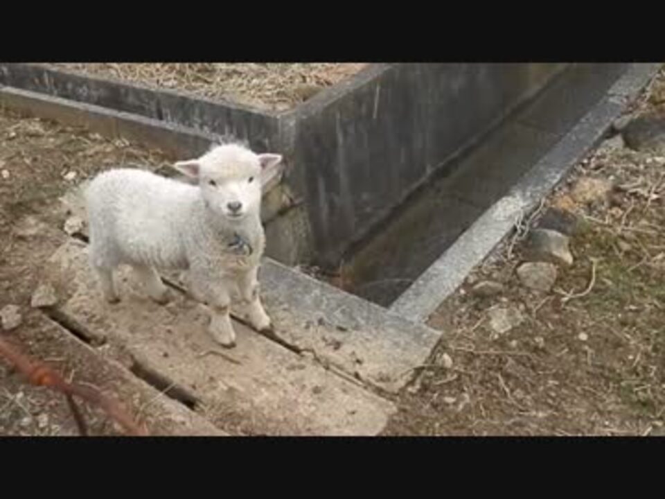 やよいみたいな鳴き声の羊がいた ニコニコ動画