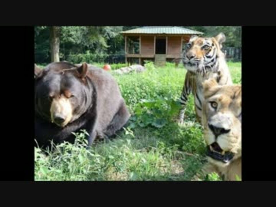 衝撃映像 ライオンとトラとクマを同じ檻に入れた結果 ニコニコ動画