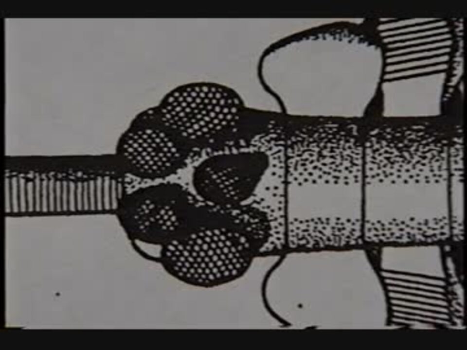 ホモと学ぶカンブリア紀1 ニコニコ動画