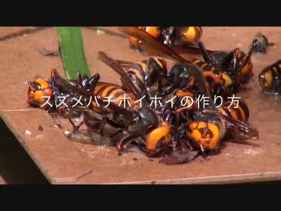 人気の 自然 スズメバチ 動画 68本 2 ニコニコ動画