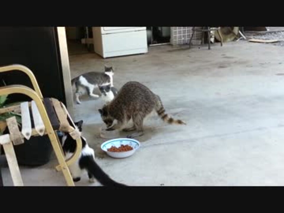 キャットフードを洗って食べるアライグマ ニコニコ動画