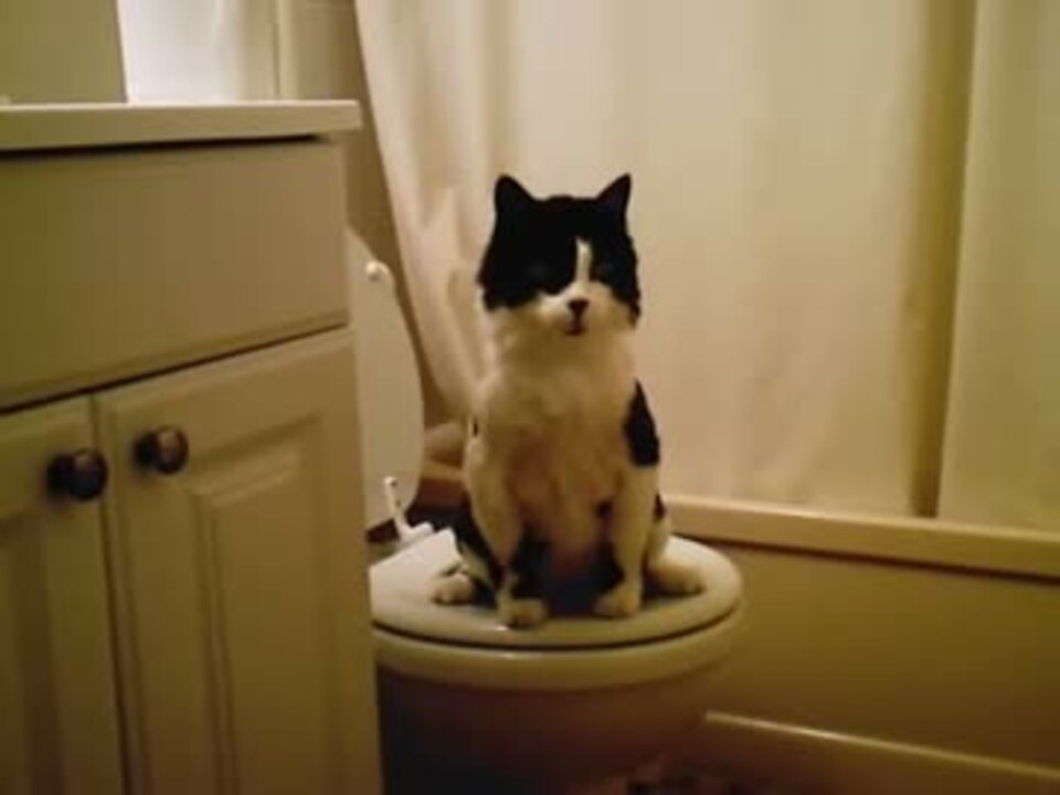 トイレで用を足す猫 ニコニコ動画