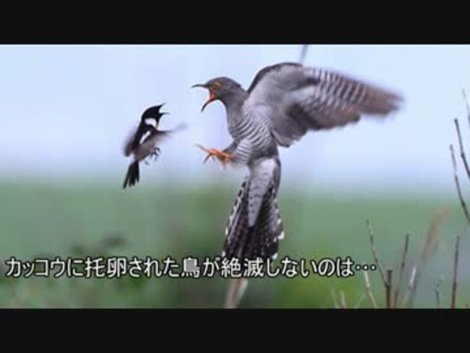 ゆっくり動物雑学 カッコウに托卵された鳥が絶滅しないのは ニコニコ動画