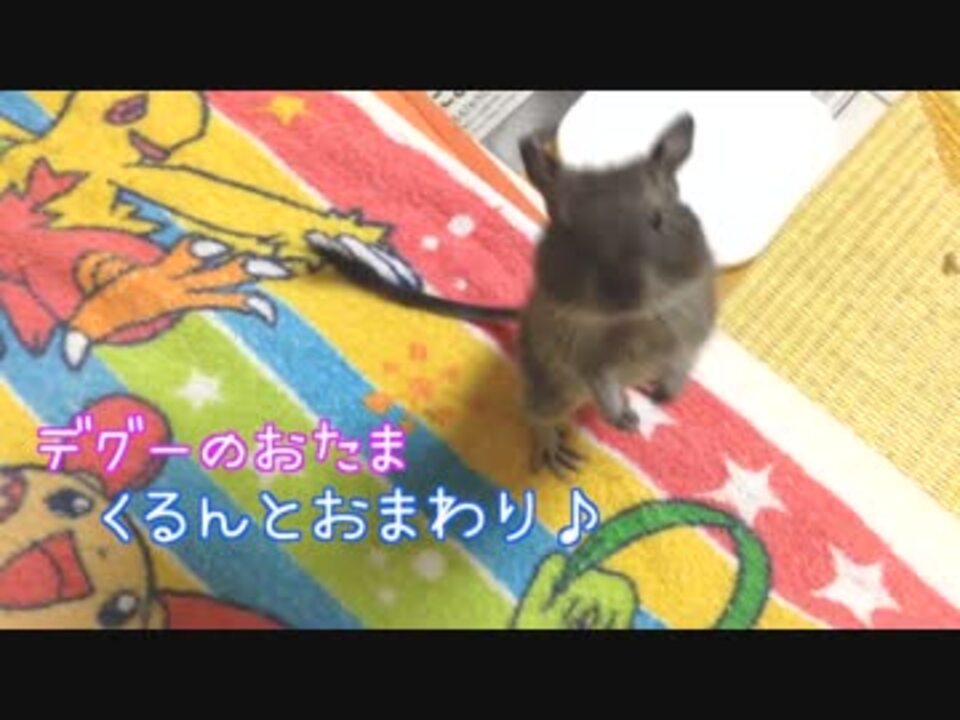 デグーのおたま くるんとおまわり ニコニコ動画