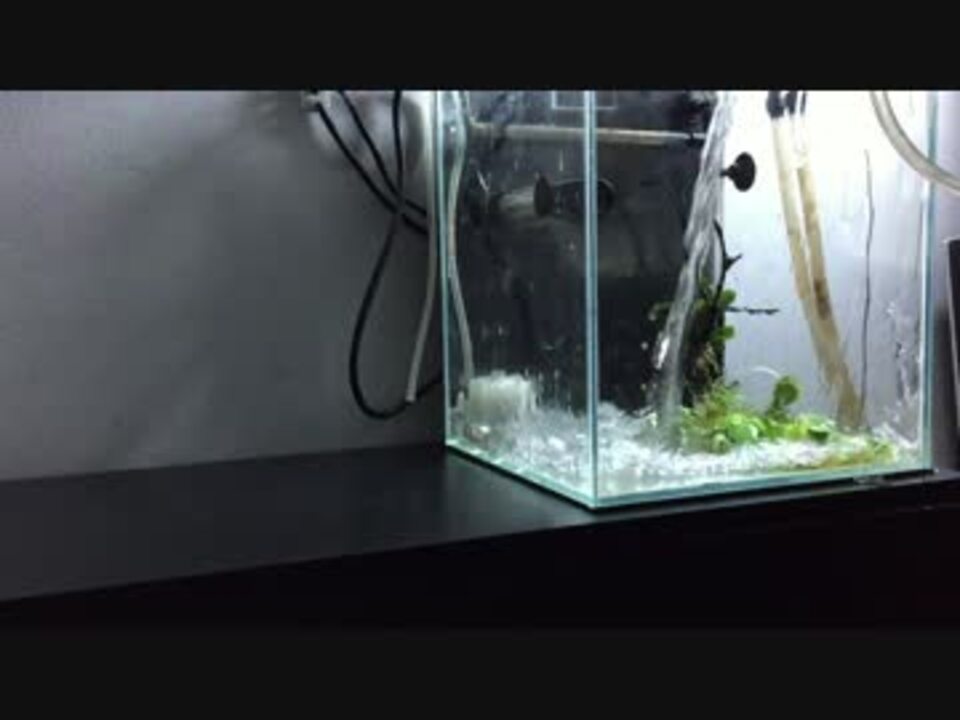 人気の アクアリウム 熱帯魚 動画 1 407本 9 ニコニコ動画