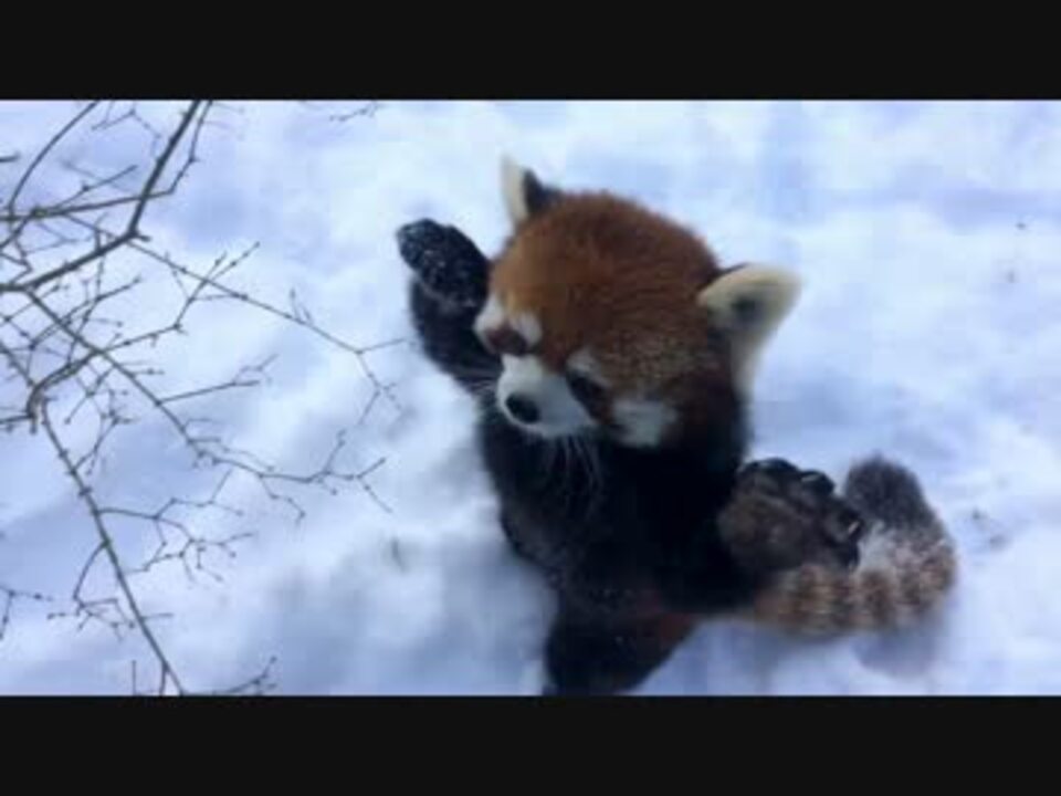 雪でおおはしゃぎなレッサーパンダ アメリカ ニコニコ動画