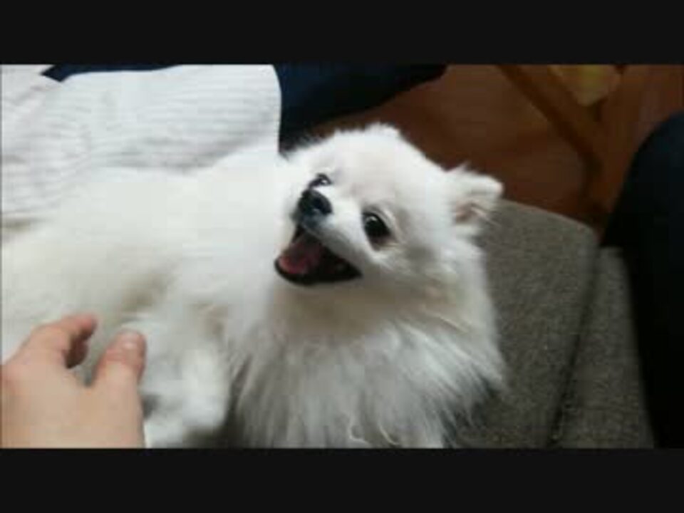 人気の しゃべる犬 動画 21本 ニコニコ動画