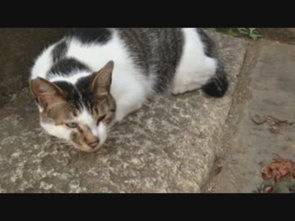 道端で見つけた糞ネコに蹴りを食らわすｗｗｗｗ ニコニコ動画