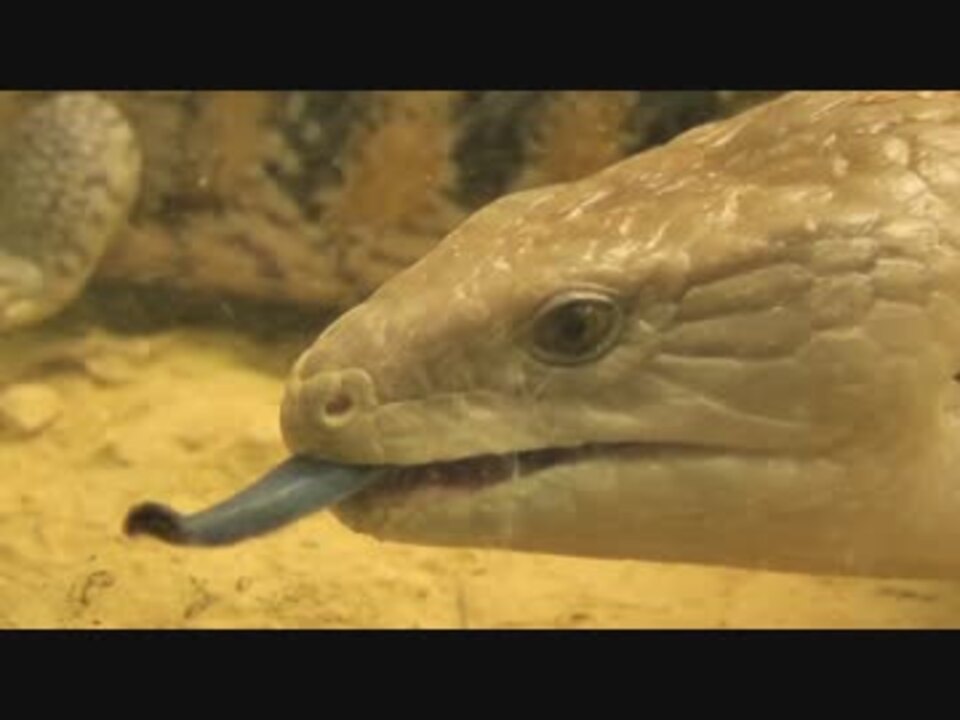 キタアオジタトカゲの舌ぺろぺろ ニコニコ動画