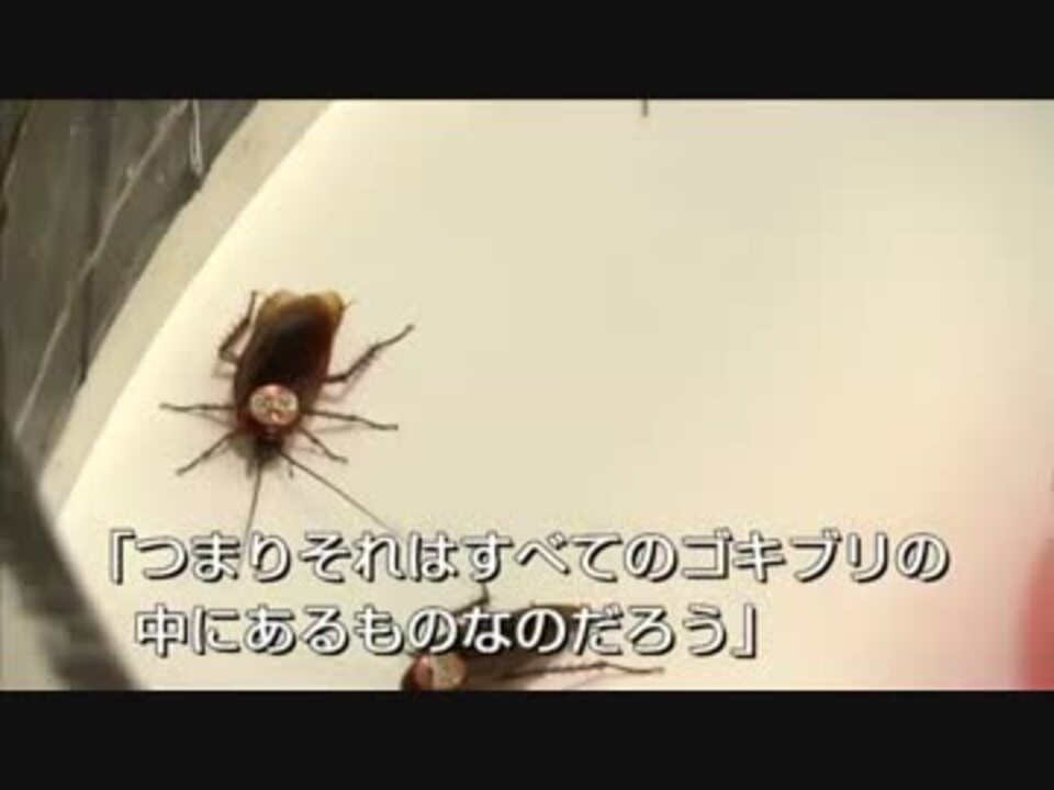 人気の ゴキブリ 動画 703本 8 ニコニコ動画