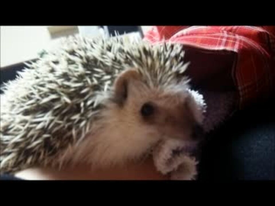 人気の 動物 たわし 動画 76本 2 ニコニコ動画