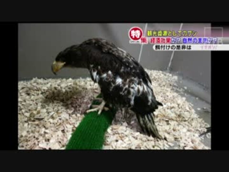 人気の 動物 ワシ 動画 108本 ニコニコ動画