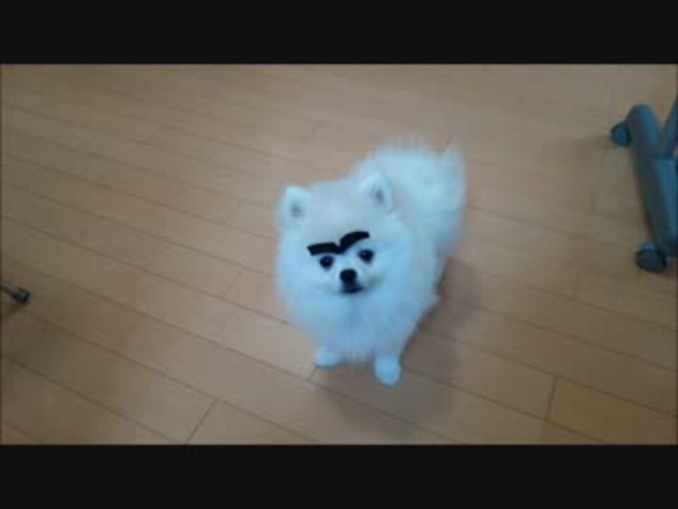 人気の 子犬 もふもふ 動画 196本 3 ニコニコ動画