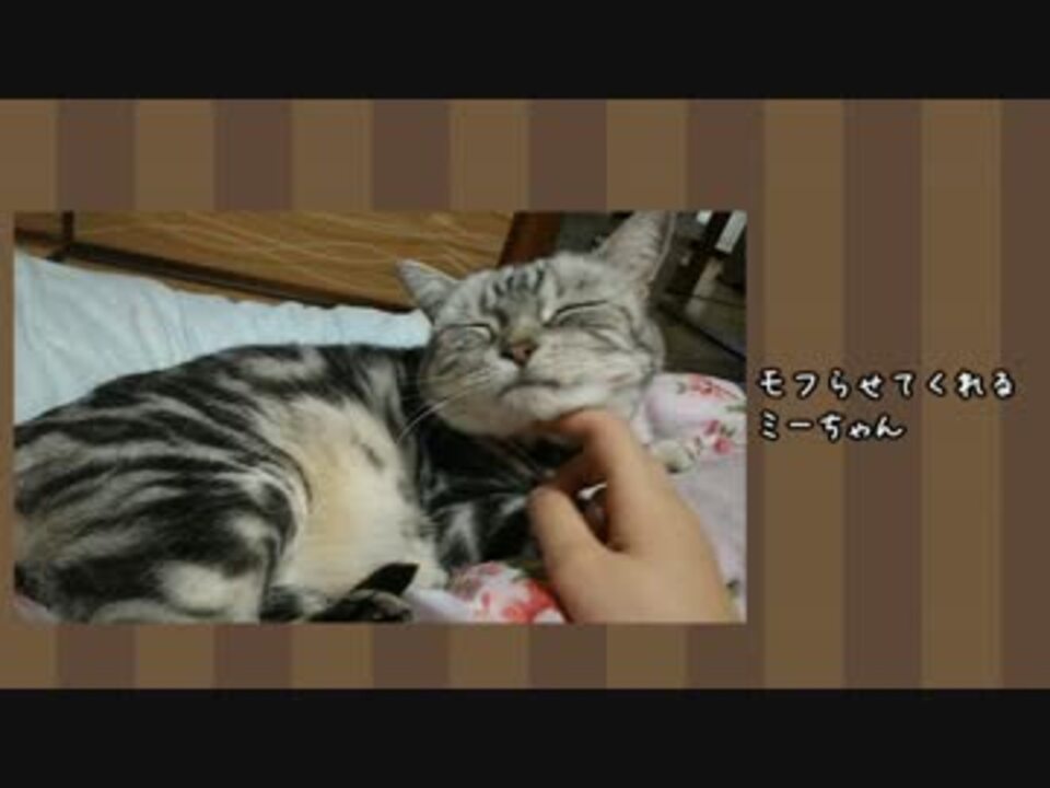 実家の猫がヤンデレかもしれない ニコニコ動画