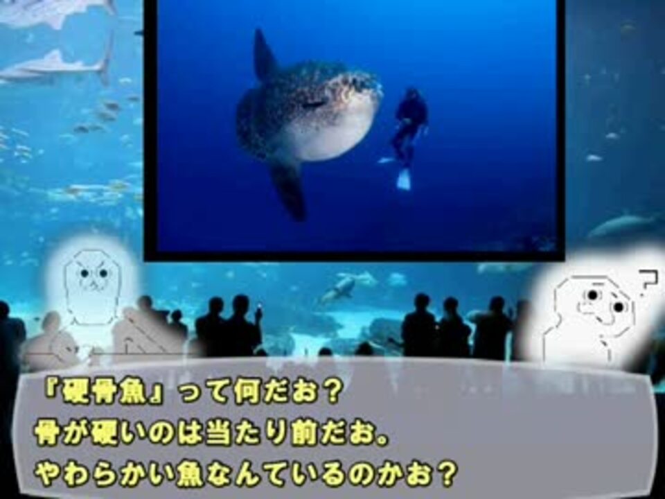 ゆっくり解説 やる夫で学ぶ巨大生物１４ マンボウ ニコニコ動画