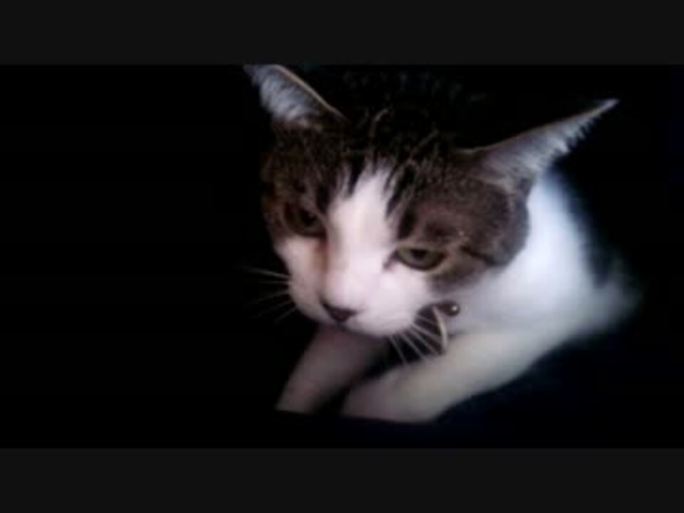 飼い猫が布団をふみふみしている動画 ニコニコ動画