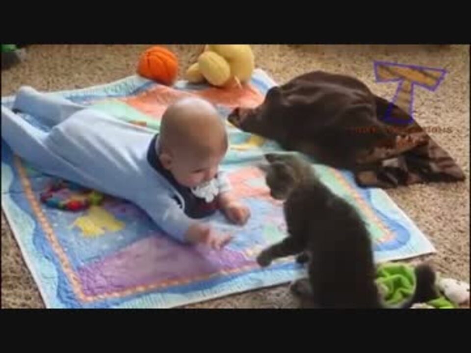 小さい頃からとっても仲良しの猫と赤ちゃん ニコニコ動画