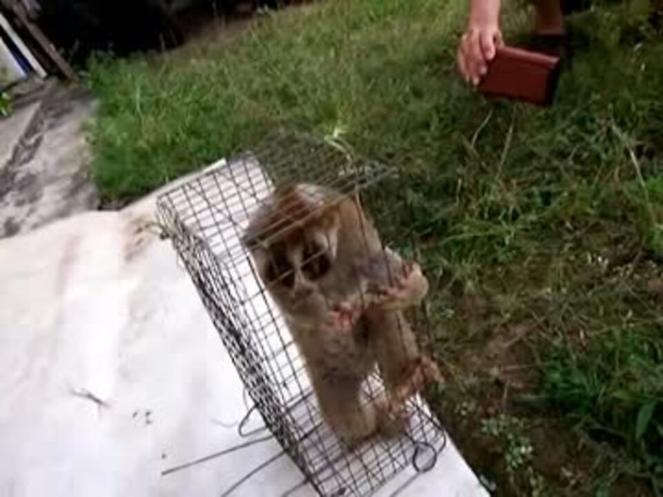 狭い檻に閉じ込められているスローロリス ニコニコ動画