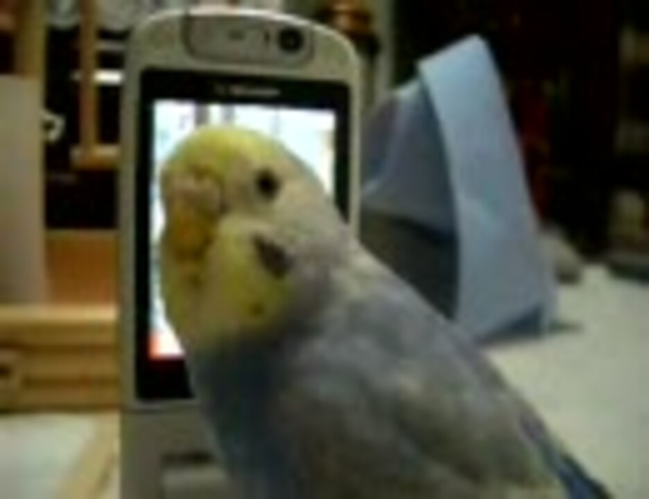 自分に興奮 待ち受けインコ ニコニコ動画