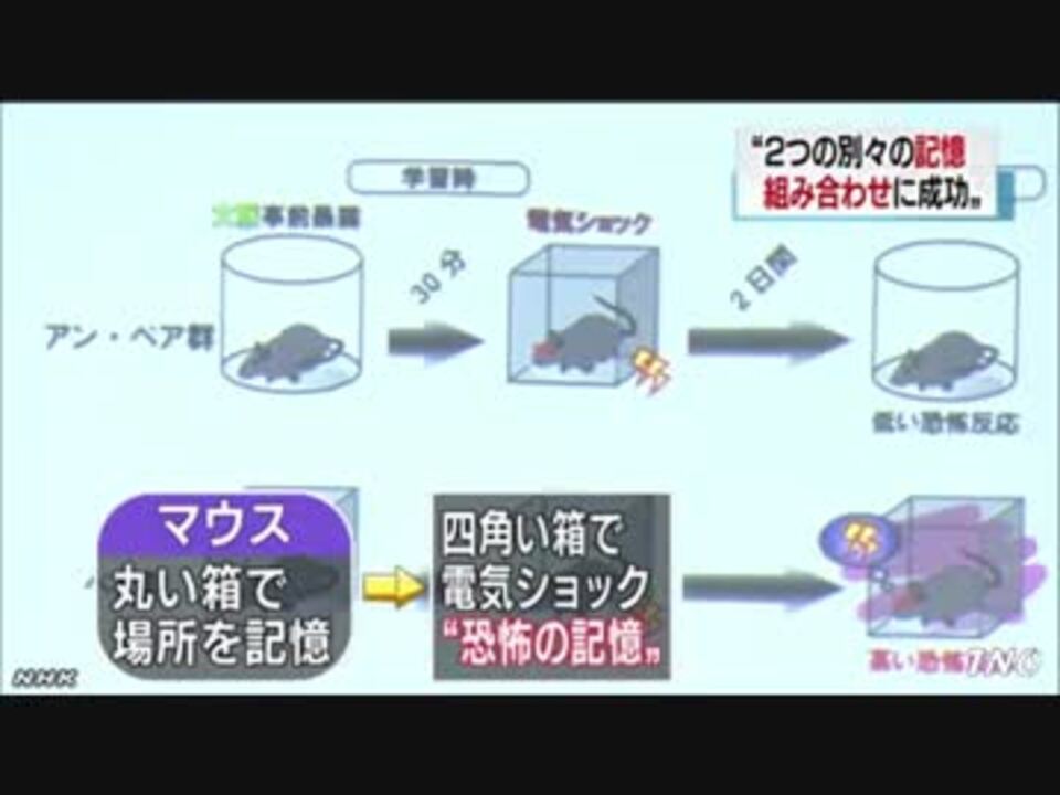 マウスの脳を操作 ２つの記憶合成に成功 ニコニコ動画