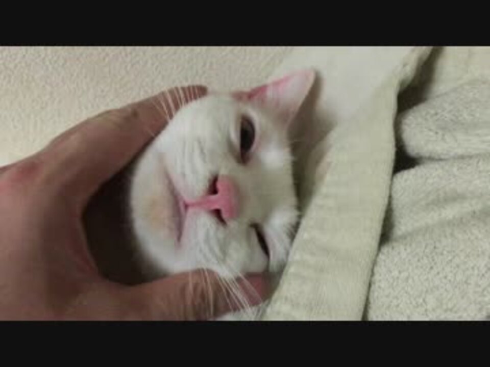 宇宙猫 保護猫 繁忙期明けに何故か顔芸を披露する ニコニコ動画