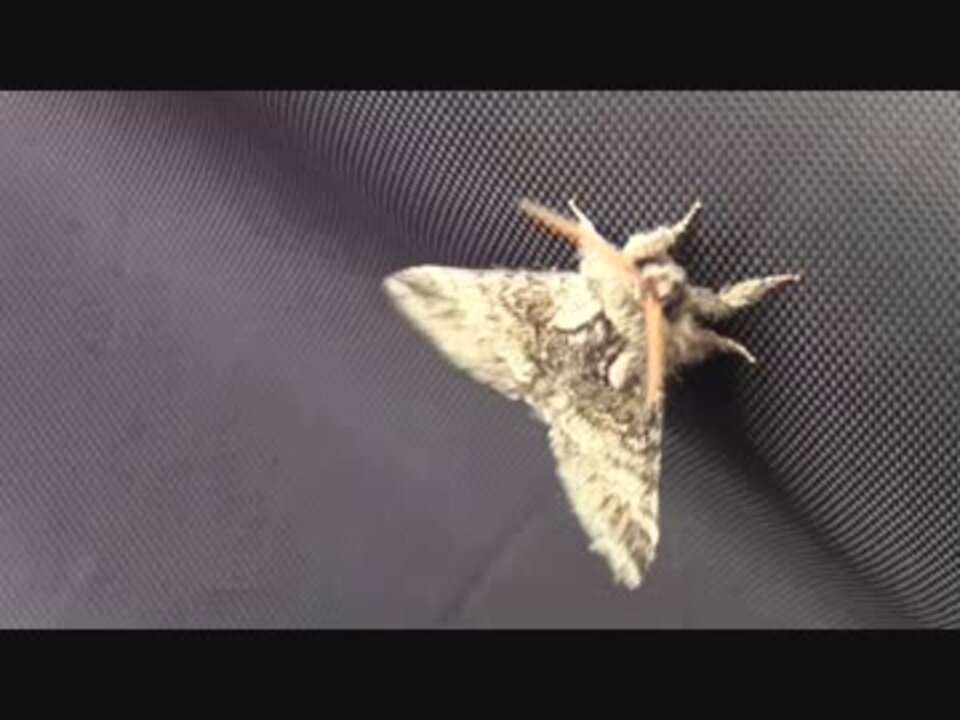 人気の 蛾 動画 291本 4 ニコニコ動画
