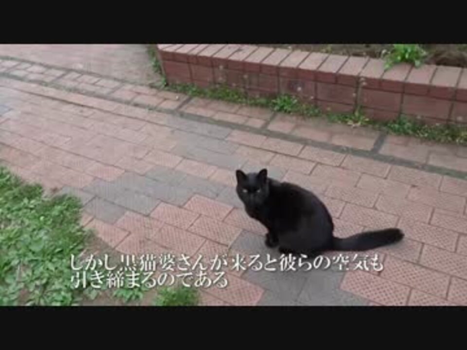 猫 ヤクザ 相関図 元ネタ