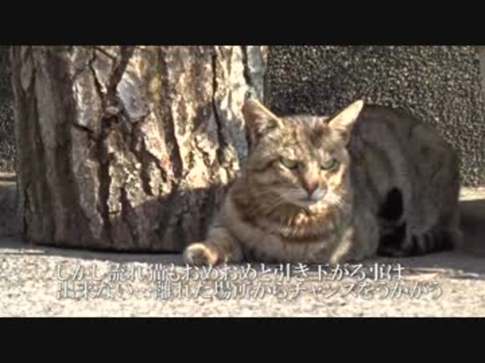 人気の 黒猫婆さん 動画 17本 ニコニコ動画