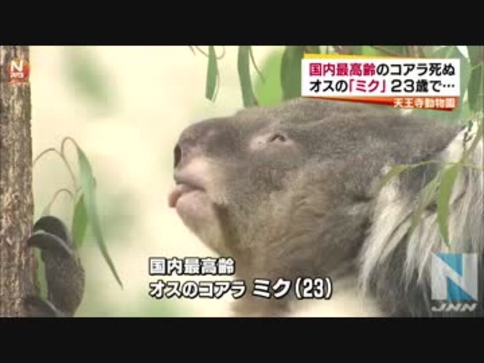 人気の 天王寺動物園 動画 50本 2 ニコニコ動画