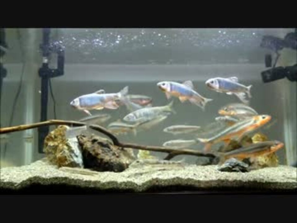 日本淡水魚メイン 90cm水槽 その６ 給餌編 ニコニコ動画