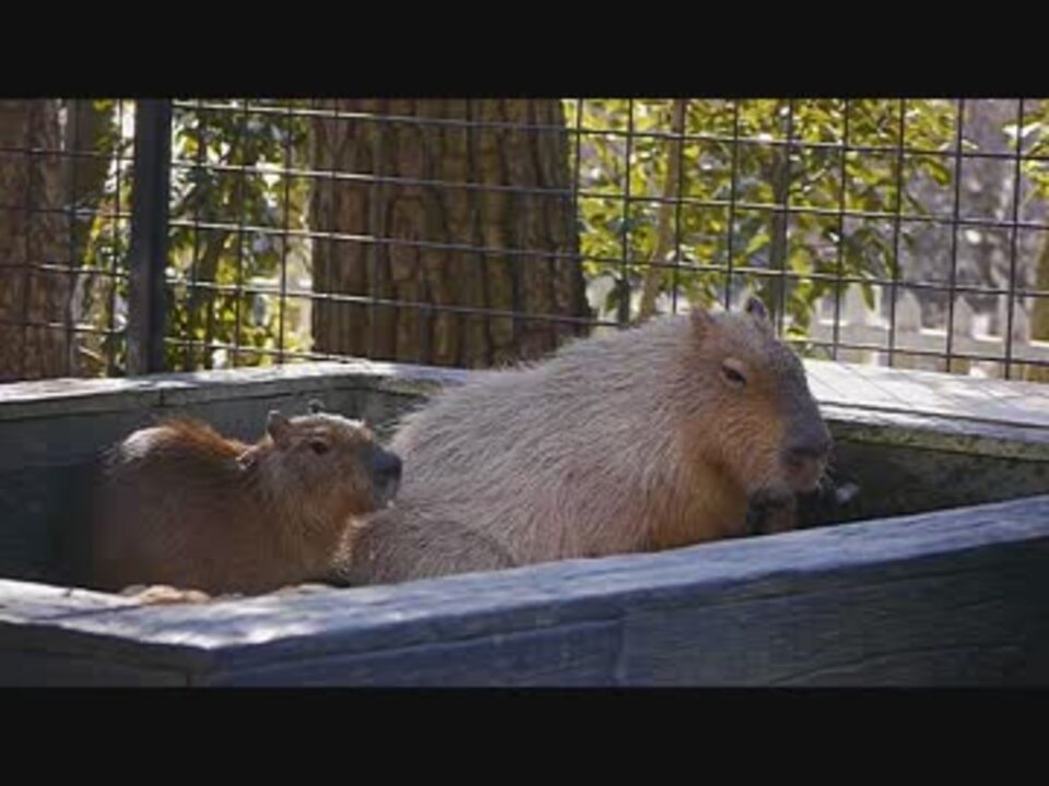 人気の 動物 カピバラ好きの人 動画 60本 ニコニコ動画