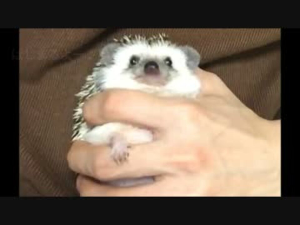 仰向けのハリネズミが可愛すぎる Hedgehog ニコニコ動画