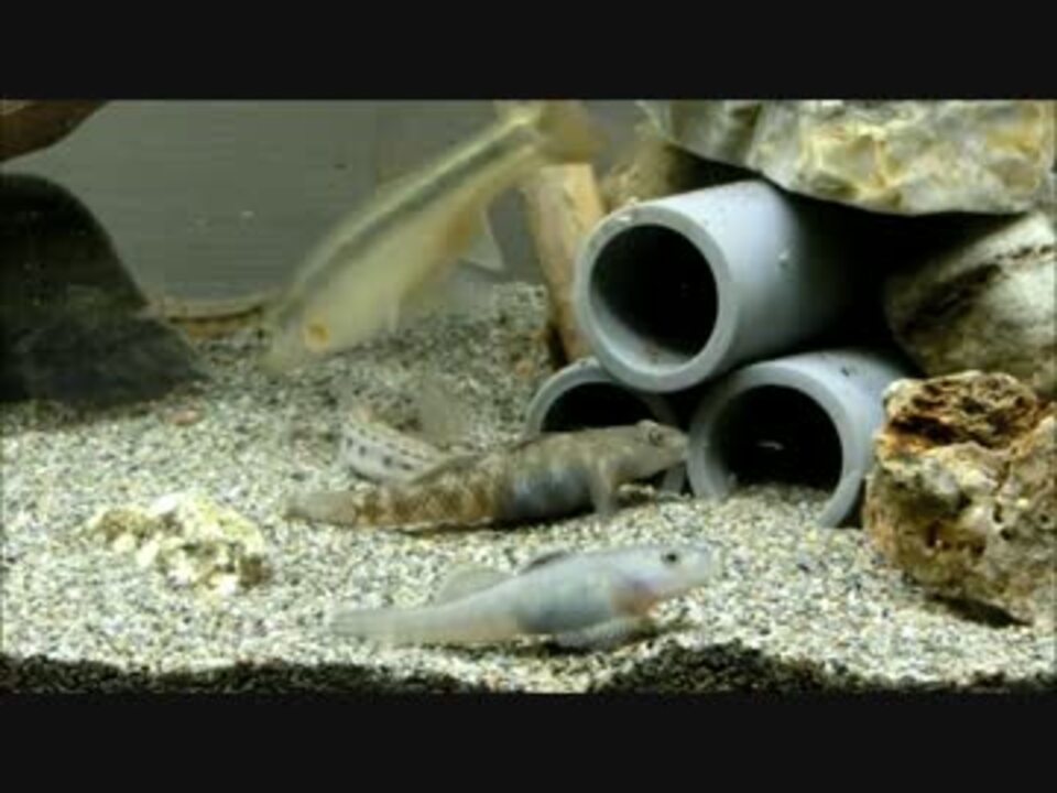 日本淡水魚 底モノ60cm水槽 その４ ニコニコ動画