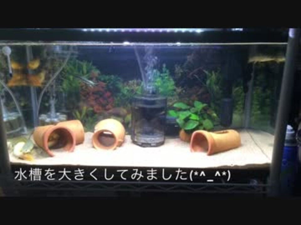 古代魚 ポリプテルス飼育シリーズ ニコニコ動画
