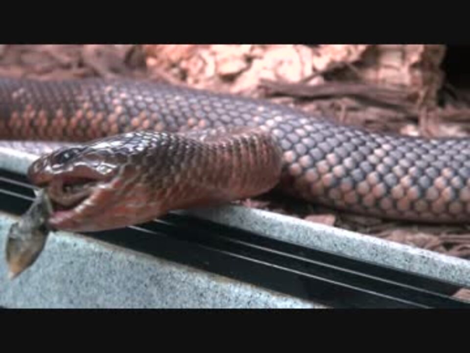 人気の 毒ヘビ 動画 13本 ニコニコ動画