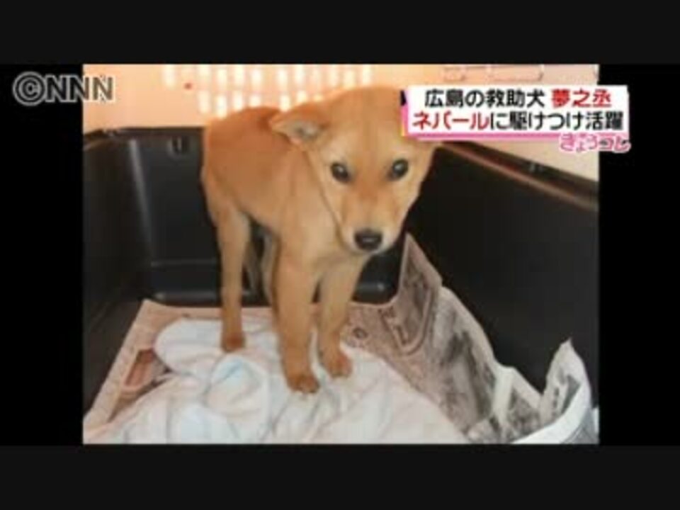 広島の災害救助犬 夢之丞 ネパールで活躍 ニコニコ動画