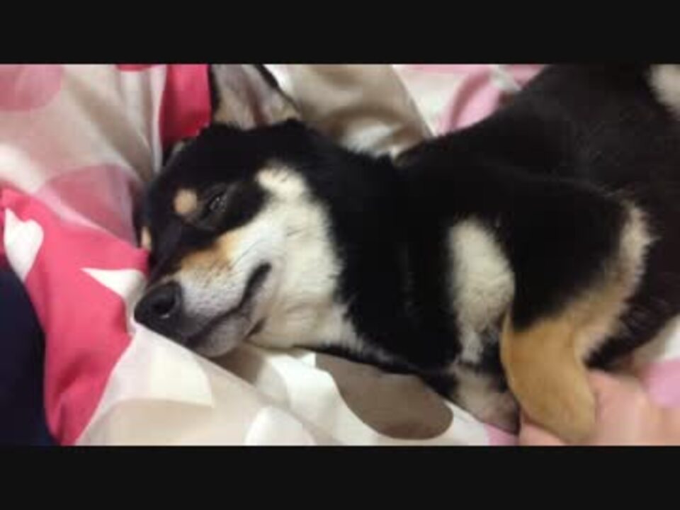 白目で寝る犬 ニコニコ動画