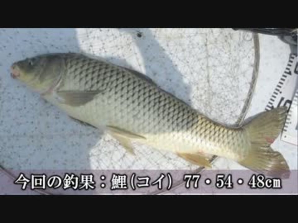 ひげかへる 鯉 コイ 15 05 08 アオウオチャレンジ ニコニコ動画