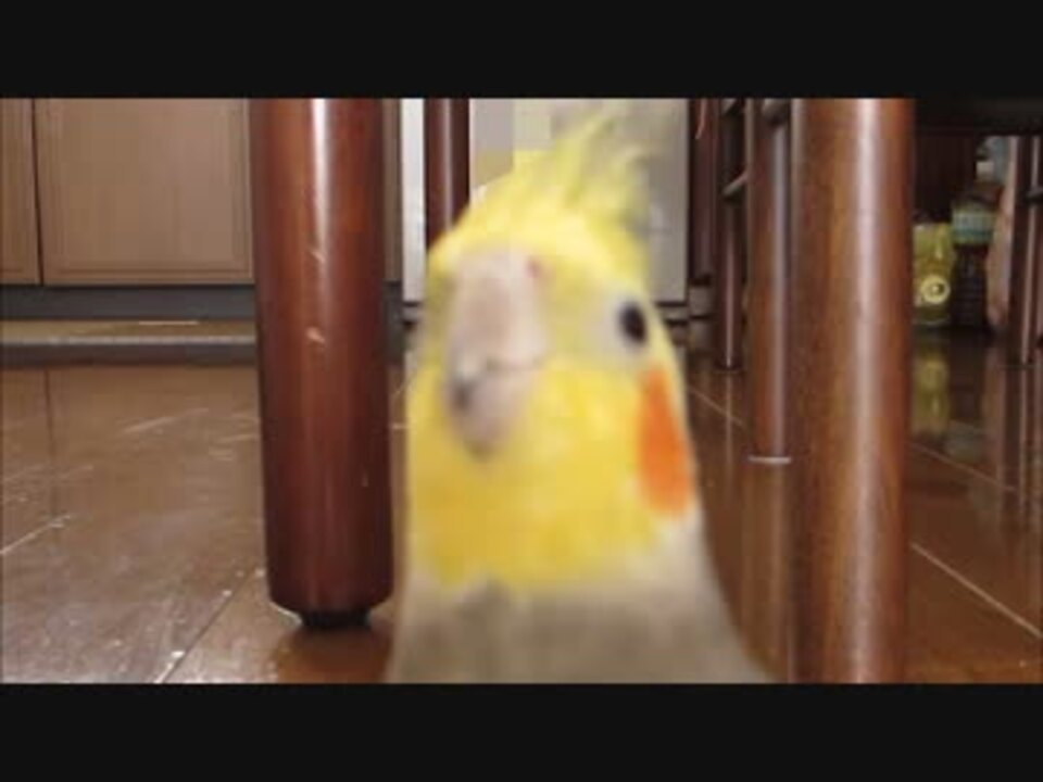 人気の オカメインコ 動画 2 5本 ニコニコ動画