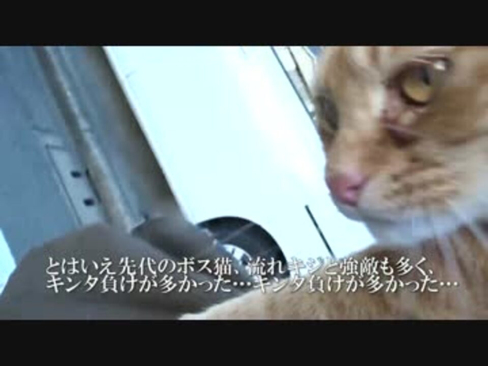 人懐こい茶トラ猫 散歩時に抱っこされる ニコニコ動画